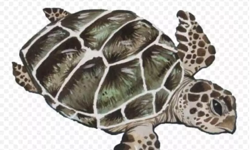 കടലാമകളുടെ പഠനത്തിന് 5.6 കോടിയുടെ ഗവേഷണ പദ്ധതി