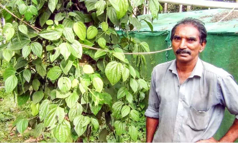 ഷാജ​െൻറ കുരുമുളക്​ പരീക്ഷണം ജോറായി!