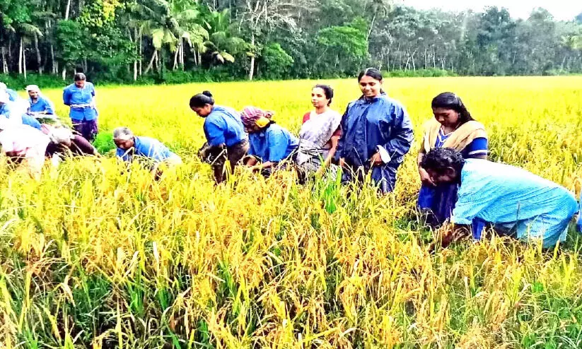 ചടങ്ങിലൊതുങ്ങി നിറപുത്തരി; ഞവര കർഷകന് നഷ്​ടക്കണക്ക്