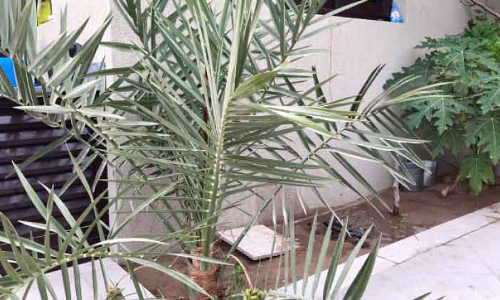 കു​രു​വെ​റി​ഞ്ഞു​കി​ട്ടി​യ ഇൗ​ന്ത​പ്പ​ന​യി​ൽ വി​ള​യു​ന്ന​ത്​ കു​രു​വി​ല്ലാ​ത്ത ഈ​ത്ത​പ്പ​ഴം