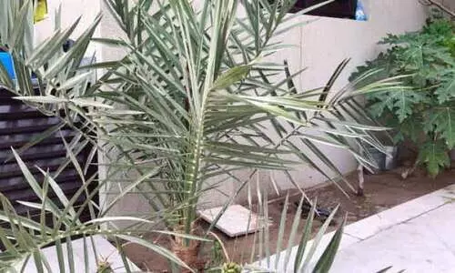 കു​രു​വെ​റി​ഞ്ഞു​കി​ട്ടി​യ ഇൗ​ന്ത​പ്പ​ന​യി​ൽ വി​ള​യു​ന്ന​ത്​ കു​രു​വി​ല്ലാ​ത്ത ഈ​ത്ത​പ്പ​ഴം