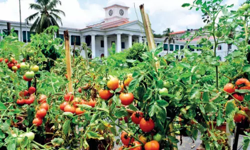 സു​ഭി​ക്ഷ കേ​ര​ളം: സെക്രട്ടേറിയറ്റിൽ പച്ചക്കറി വിളവെടുപ്പ്