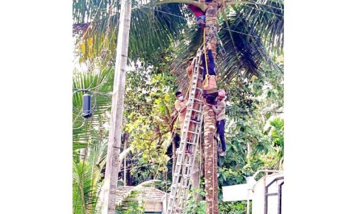 യന്ത്രത്തിൽ കുടുങ്ങി തെങ്ങിൽ തലകീഴായി കിടന്നയാളെ രക്ഷപ്പെടുത്തി