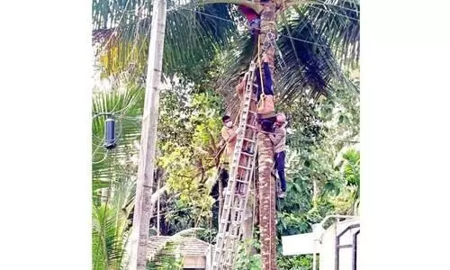 യന്ത്രത്തിൽ കുടുങ്ങി തെങ്ങിൽ തലകീഴായി കിടന്നയാളെ രക്ഷപ്പെടുത്തി