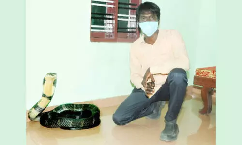 വീട്ടിനുള്ളിൽനിന്ന്​ രാജവെമ്പാലയെ പിടികൂടി