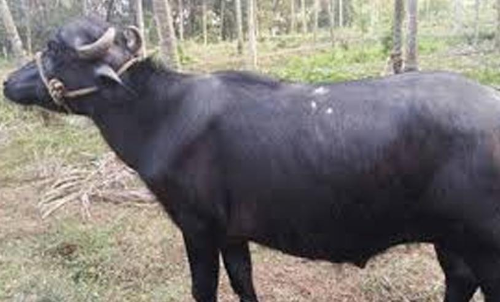 പോത്ത് വിരണ്ടോടി; കൊട്ടിയത്ത് ദേശീയപാത നിശ്ചലമായി