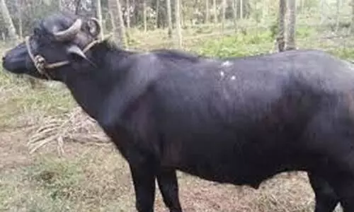 പോത്ത് വിരണ്ടോടി; കൊട്ടിയത്ത് ദേശീയപാത നിശ്ചലമായി