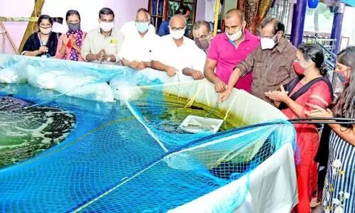 ബയോ ഫ്ലോക് മത്സ്യകൃഷിയുമായി നീലേശ്വരം നഗരസഭ