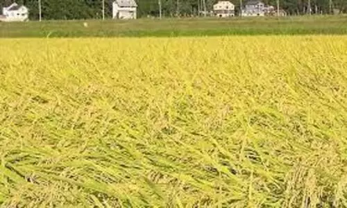 അന്തിക്കാട് ആദ്യ തരിശുരഹിത ബ്ലോക്ക്; പ്രഖ്യാപനം നാളെ