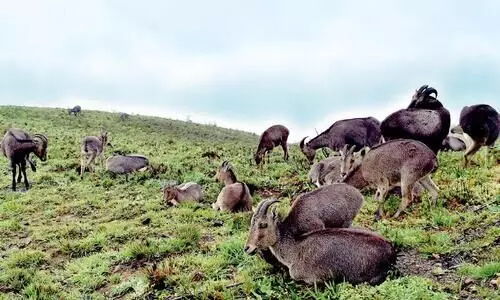 വരാം തെക്കിെൻറ കശ്മീരിലേക്ക്; വാതിൽ തുറന്ന് വനംവകുപ്പ് വരാം തെക്കിെൻറ കശ്മീരിലേക്ക്; വാതിൽ തുറന്ന് വനംവകുപ്പ്