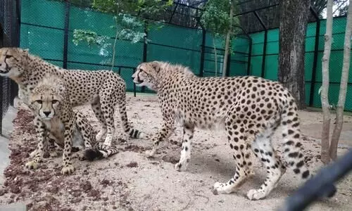 african cheetah