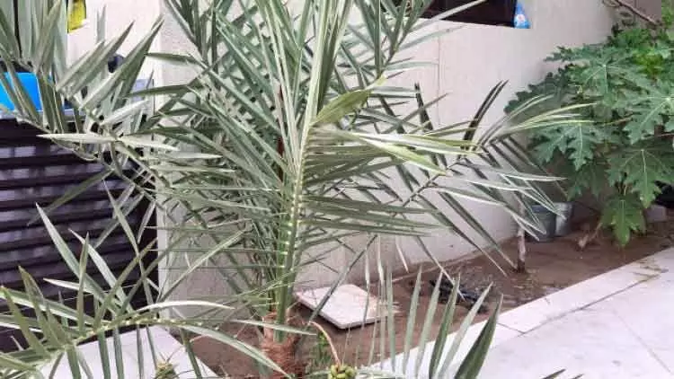 കുരുവെറിഞ്ഞുകിട്ടിയ ഇൗന്തപ്പനയിൽ വിളയുന്നത് കുരുവില്ലാത്ത ഈത്തപ്പഴം കുരുവെറിഞ്ഞുകിട്ടിയ ഇൗന്തപ്പനയിൽ വിളയുന്നത് കുരുവില്ലാത്ത ഈത്തപ്പഴം