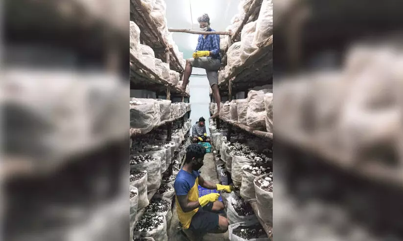 മഹാമാരി തിരശ്ശീലയിട്ടപ്പോൾ നാടക സംഘത്തിന് ആശ്രയം കൂൺകൃഷി മഹാമാരി തിരശ്ശീലയിട്ടപ്പോൾ നാടക സംഘത്തിന് ആശ്രയം കൂൺകൃഷി 