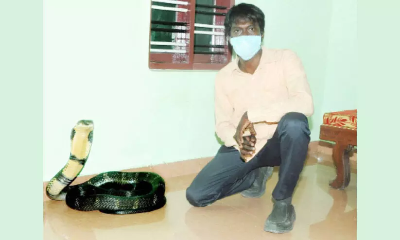 വീട്ടിനുള്ളിൽനിന്ന്​ രാജവെമ്പാലയെ പിടികൂടി