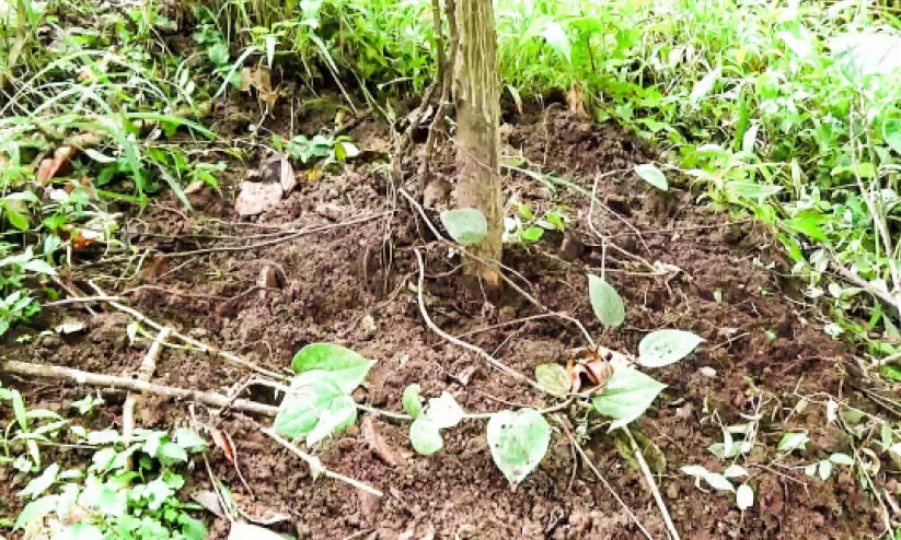 കാട്ടുപന്നി ശല്യം രൂക്ഷം; കർഷകർ പ്രതിസന്ധിയിൽ