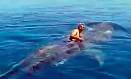 വൈറലായി ​സ്രാവിനൊപ്പം സൗദി യുവാവി​െൻറ സാഹസിക നീന്തൽ