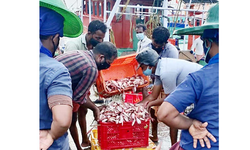 മത്സ്യവുമായി ബോട്ടുകൾ; ഹാർബറും പരിസരവും ഉണർന്നു