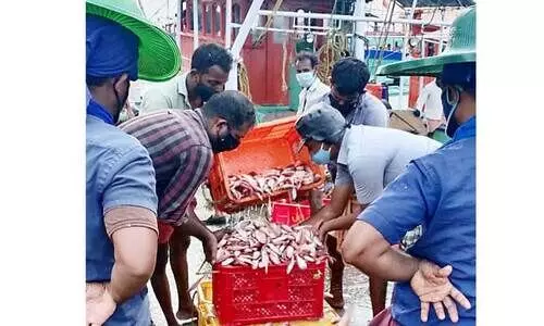 മത്സ്യവുമായി ബോട്ടുകൾ; ഹാർബറും പരിസരവും ഉണർന്നു