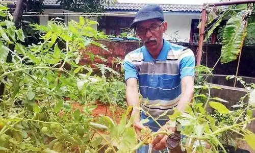 മഴക്കാലത്തും പച്ചക്കറി വിളവെടുത്ത്​ പ്രകാശൻ