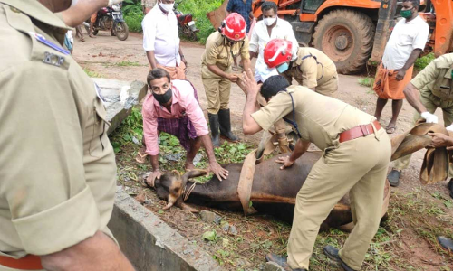 ഒാവുചാലിൽ വീണ പശുവിനെ ഫയർഫോഴ്സെത്തി രക്ഷപ്പെടുത്തി