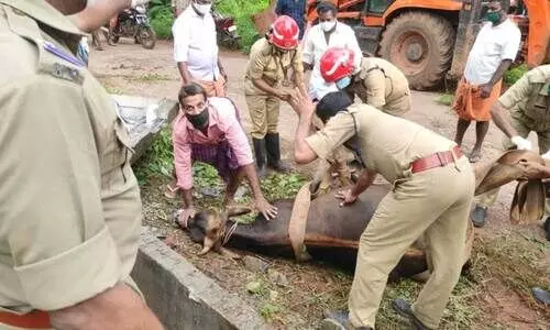ഒാവുചാലിൽ വീണ പശുവിനെ ഫയർഫോഴ്സെത്തി രക്ഷപ്പെടുത്തി