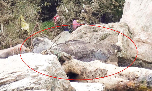 ആറ്റിലെ പാറയിടുക്കില്‍ കാട്ടുപോത്തി​െൻറ ജഡം; കുടിവെള്ളം മലിനമാകുന്നതായി ഗ്രാമീണര്‍