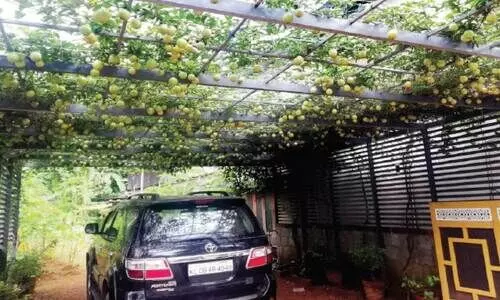 കാ​ർ ഷെ​ഡാ​ണ്; പാ​ഷ​ൻ ഫ്രൂ​ട്ട് കൊ​ണ്ടാ​ണെ​ന്ന് മാ​ത്രം!