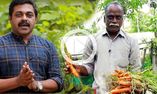 ഒരു തൈ നടുന്ന സ്ഥലത്ത് നിന്ന്​ 22 കാരറ്റ്​ വിളവെടുക്കുന്നത്​ കണ്ടോ...