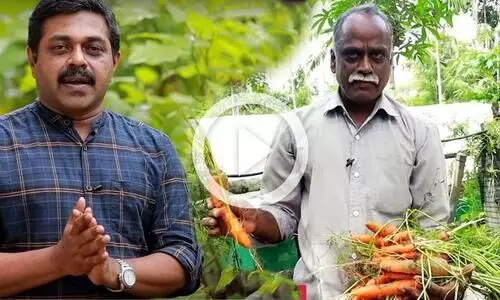 ഒരു തൈ നടുന്ന സ്ഥലത്ത് നിന്ന്​ 22 കാരറ്റ്​ വിളവെടുക്കുന്നത്​ കണ്ടോ...