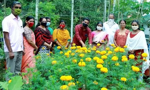 ഓണത്തിന് ചേന്ദമംഗലത്തിൻെറ ചെണ്ടുമല്ലി പൂക്കൾ