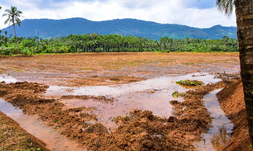 നെല്‍കൃഷിക്ക് വയലുകള്‍ ഒരുങ്ങി; തൊഴിലാളിക്ഷാമം പ്രതിസന്ധി സൃഷ്ടിക്കും