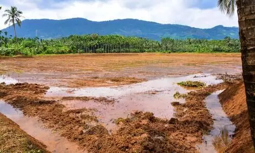 നെല്‍കൃഷിക്ക് വയലുകള്‍ ഒരുങ്ങി; തൊഴിലാളിക്ഷാമം പ്രതിസന്ധി സൃഷ്ടിക്കും