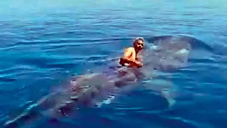 വൈറലായി ​സ്രാവിനൊപ്പം സൗദി യുവാവി​െൻറ സാഹസിക നീന്തൽ