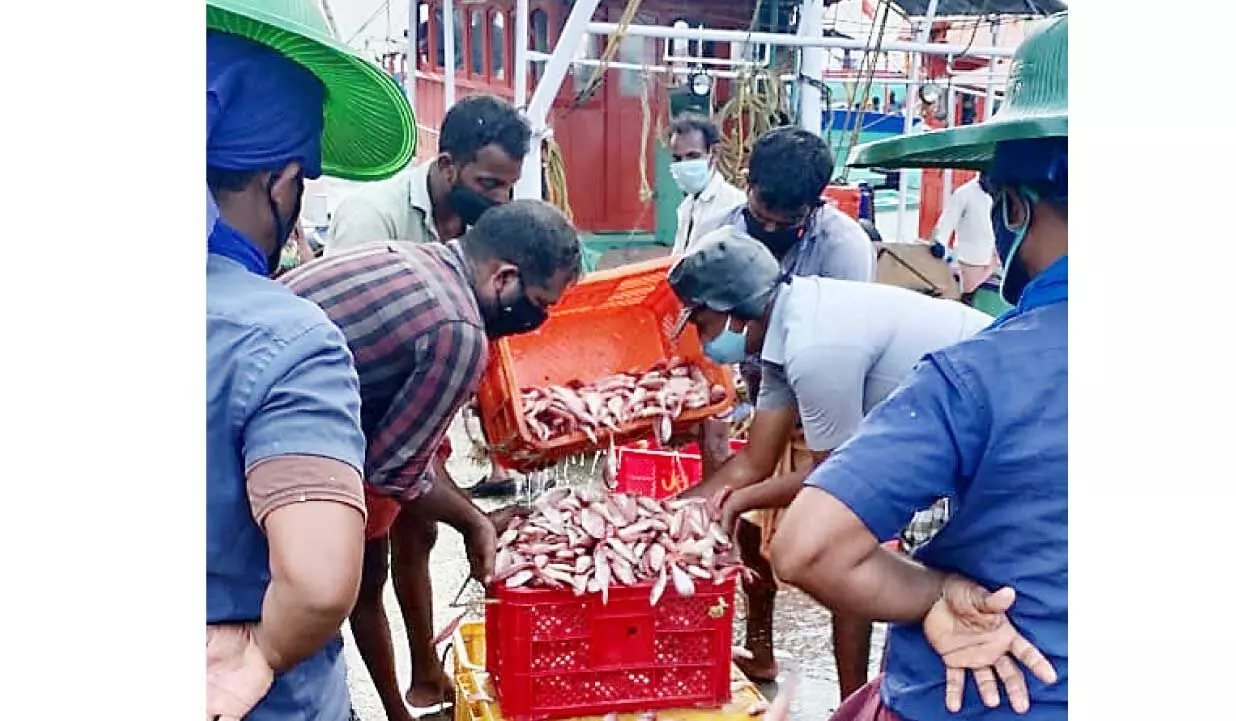 മത്സ്യവുമായി ബോട്ടുകൾ; ഹാർബറും പരിസരവും ഉണർന്നു മത്സ്യവുമായി ബോട്ടുകൾ; ഹാർബറും പരിസരവും ഉണർന്നു