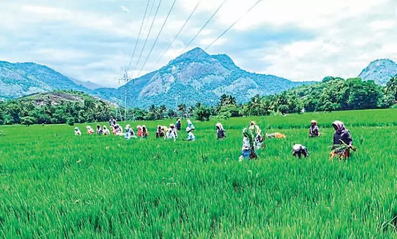കള ശല്യം കൂടി; തൊഴിലാളികളെ കിട്ടാനില്ല കള ശല്യം കൂടി; തൊഴിലാളികളെ കിട്ടാനില്ല