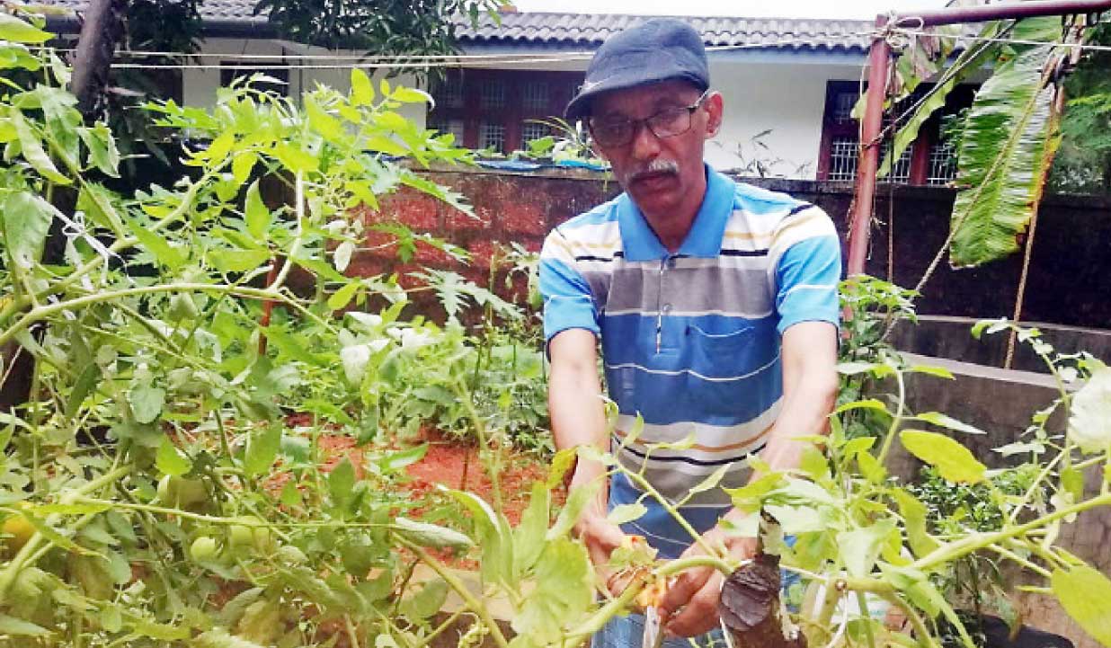 മഴക്കാലത്തും പച്ചക്കറി വിളവെടുത്ത് പ്രകാശൻ മഴക്കാലത്തും പച്ചക്കറി വിളവെടുത്ത് പ്രകാശൻ