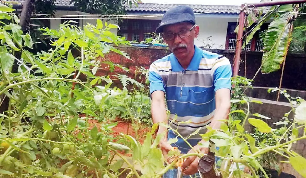 മഴക്കാലത്തും പച്ചക്കറി വിളവെടുത്ത് പ്രകാശൻ മഴക്കാലത്തും പച്ചക്കറി വിളവെടുത്ത് പ്രകാശൻ