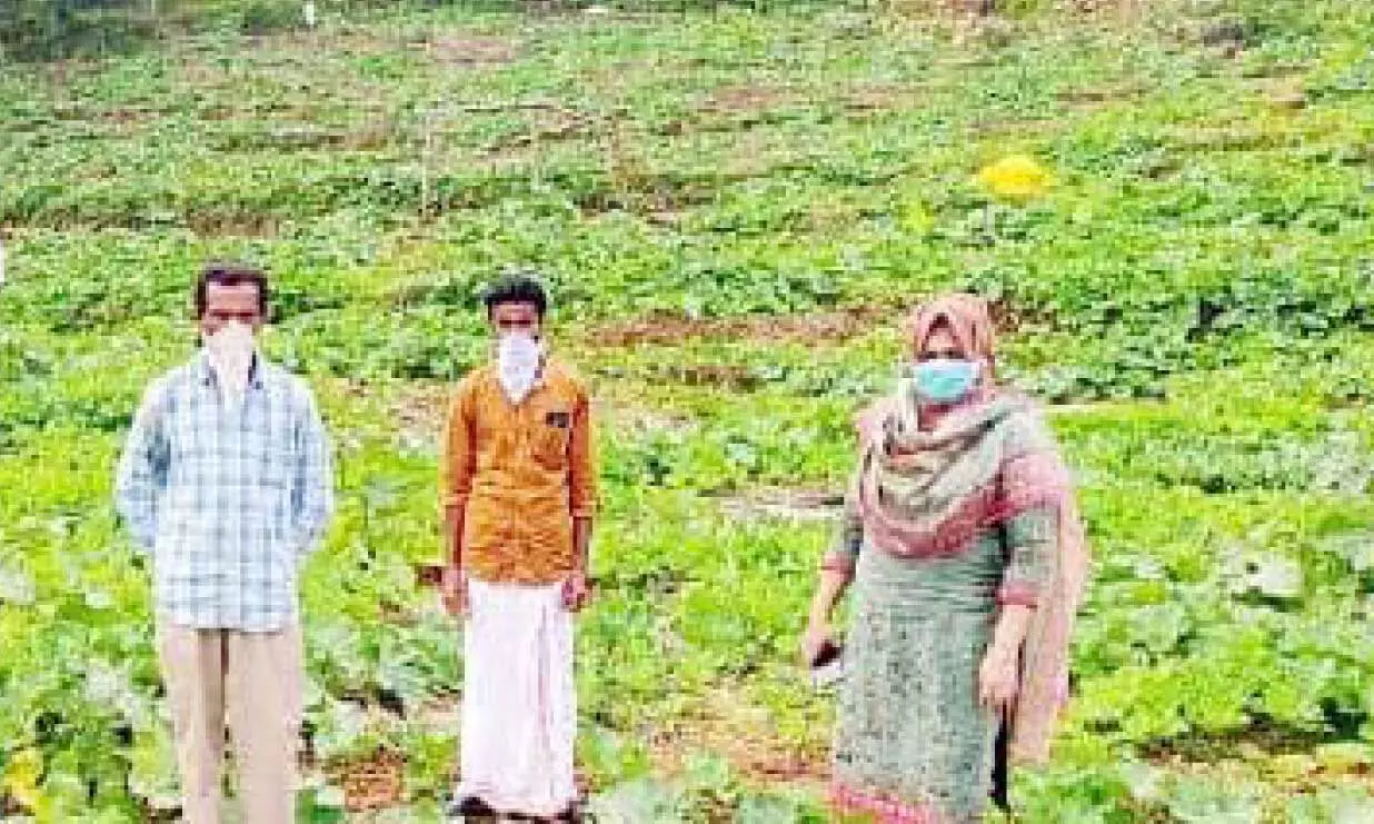 തരിശുനിലങ്ങളിൽ വിജയം കൊയ്ത് സലാം