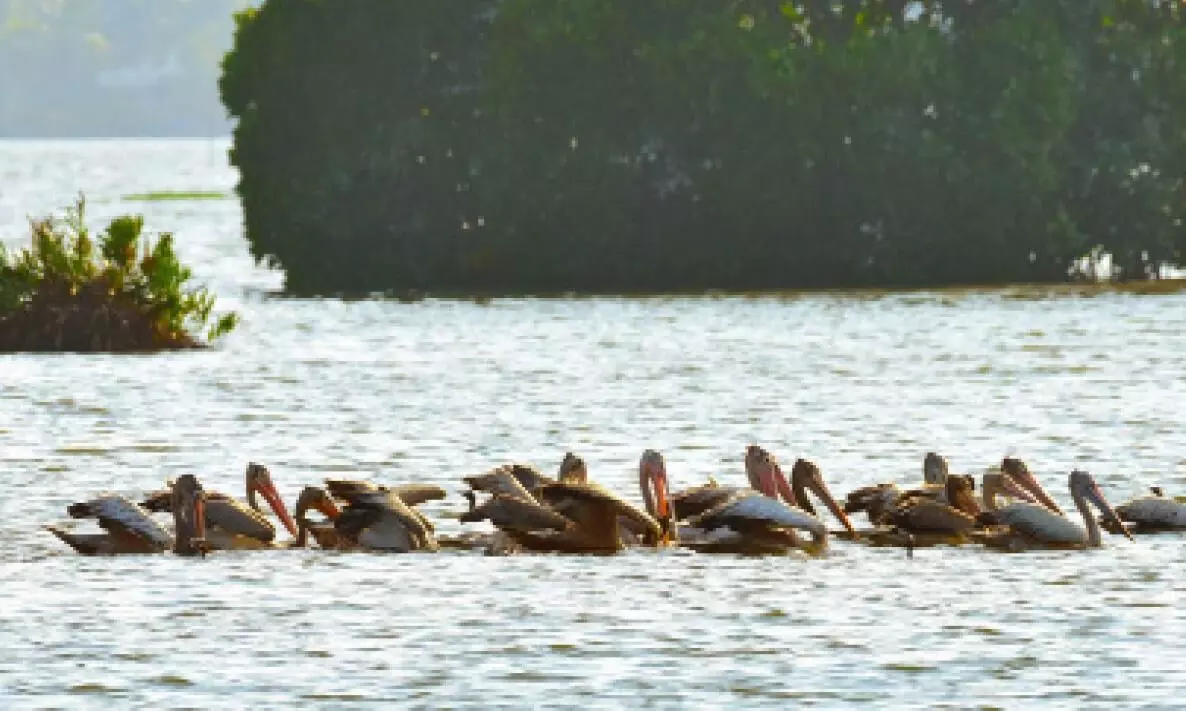 കുമ്പളങ്ങിയിൽ വാസം ഉറപ്പിച്ച് പെലിക്കനുകൾ