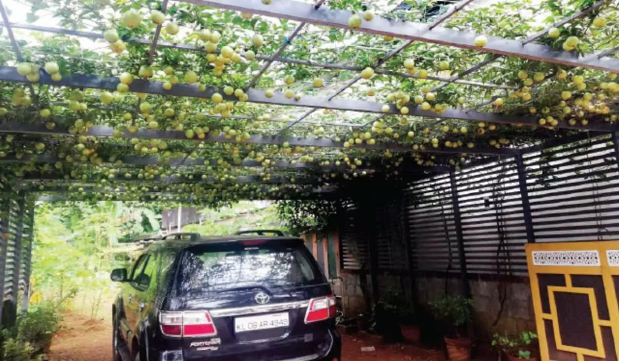 കാർ ഷെഡാണ്; പാഷൻ ഫ്രൂട്ട് കൊണ്ടാണെന്ന് മാത്രം! കാർ ഷെഡാണ്; പാഷൻ ഫ്രൂട്ട് കൊണ്ടാണെന്ന് മാത്രം!