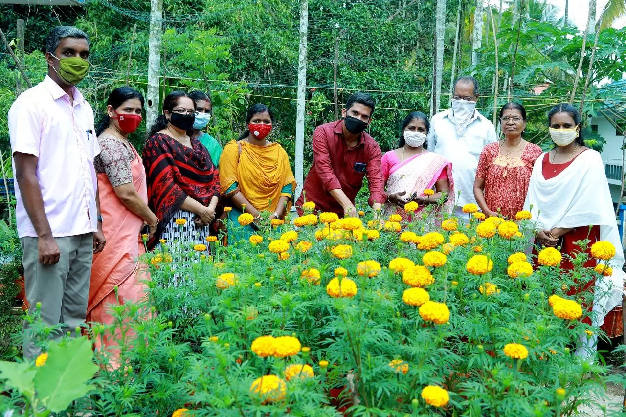 ഓണത്തിന് ചേന്ദമംഗലത്തിൻെറ ചെണ്ടുമല്ലി പൂക്കൾ