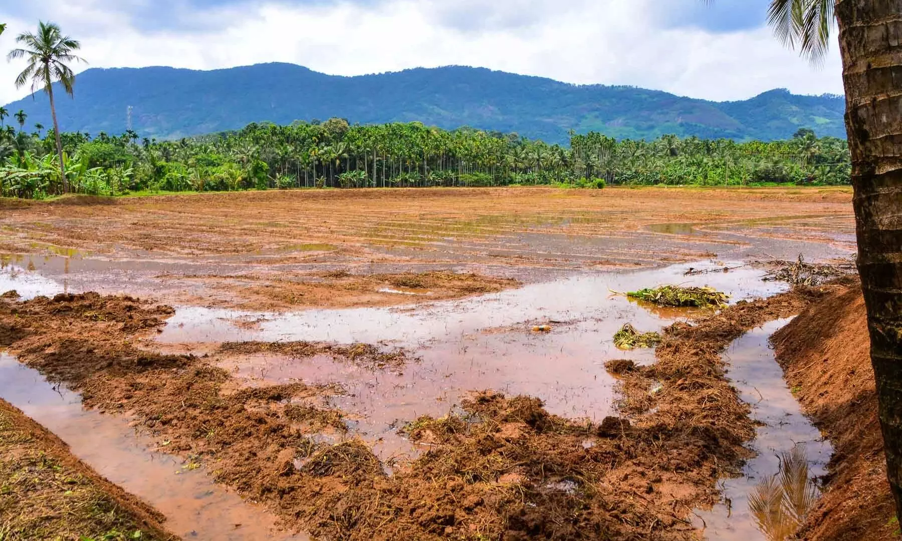 നെല്കൃഷിക്ക് വയലുകള് ഒരുങ്ങി; തൊഴിലാളിക്ഷാമം പ്രതിസന്ധി സൃഷ്ടിക്കും നെല്കൃഷിക്ക് വയലുകള് ഒരുങ്ങി; തൊഴിലാളിക്ഷാമം പ്രതിസന്ധി സൃഷ്ടിക്കും