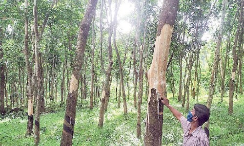 പൂ​വ്വ​ത്തി​പ്പൊ​യി​ലിൽ കാ​ട്ടാ​ന​ക​ളു​ടെ വി​ള​യാ​ട്ടം