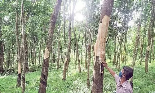 പൂവ്വത്തിപ്പൊയിലിൽ കാട്ടാനകളുടെ വിളയാട്ടം പൂവ്വത്തിപ്പൊയിലിൽ കാട്ടാനകളുടെ വിളയാട്ടം