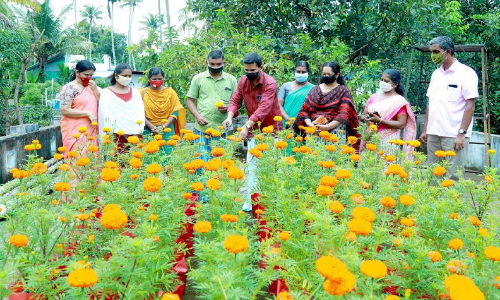 ചേന്ദമംഗലത്ത്​ വിരിഞ്ഞു, ഒരായിരം ചെണ്ടുമല്ലിപ്പൂക്കൾ