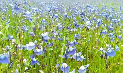 കരിന്തളം പോരാട്ടഭൂമിയിൽ കാക്കപ്പൂ വിപ്ലവം