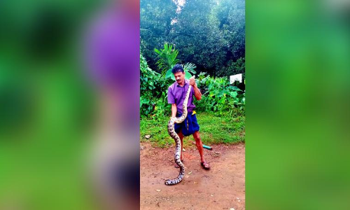 മൂവാറ്റുപുഴയിൽ മലമ്പാമ്പ്​ ശല്യം രൂക്ഷം