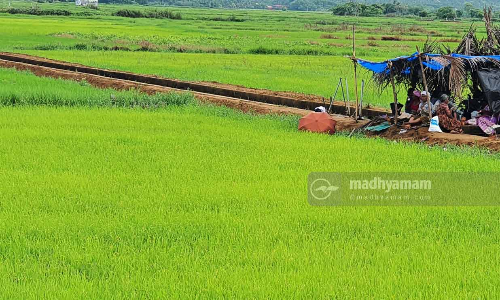 പ്രളയം തകർത്തത് 1.26 ലക്ഷം ഏക്കറിലെ കൃഷി; നഷ്ടം 2,627 കോടി