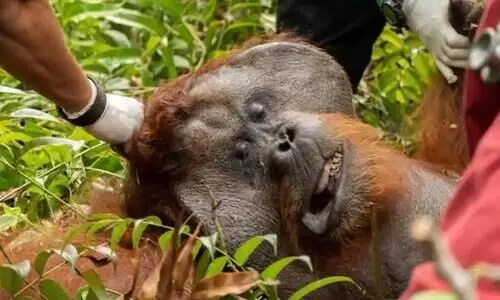 ആവാസ വ്യവസ്​ഥ നഷ്​ട​െപ്പട്ടു; കാടിറങ്ങിയ ഒറാങ്​ ഉട്ടാനെ വനത്തിലേക്ക്​ തിരിച്ചയച്ചു