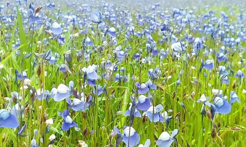 കരിന്തളം പോരാട്ടഭൂമിയിൽ കാക്കപ്പൂ വിപ്ലവം